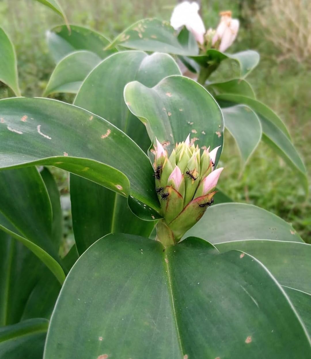 V K GLOBAL Live Rare Insulin Costus Igneous Medicinal Plant I ★ Good for Diabetic treatments type 2 ★ Pack of 1 Plant I (B09HHRMH25) Amazon Price History, Amazon Price Tracker