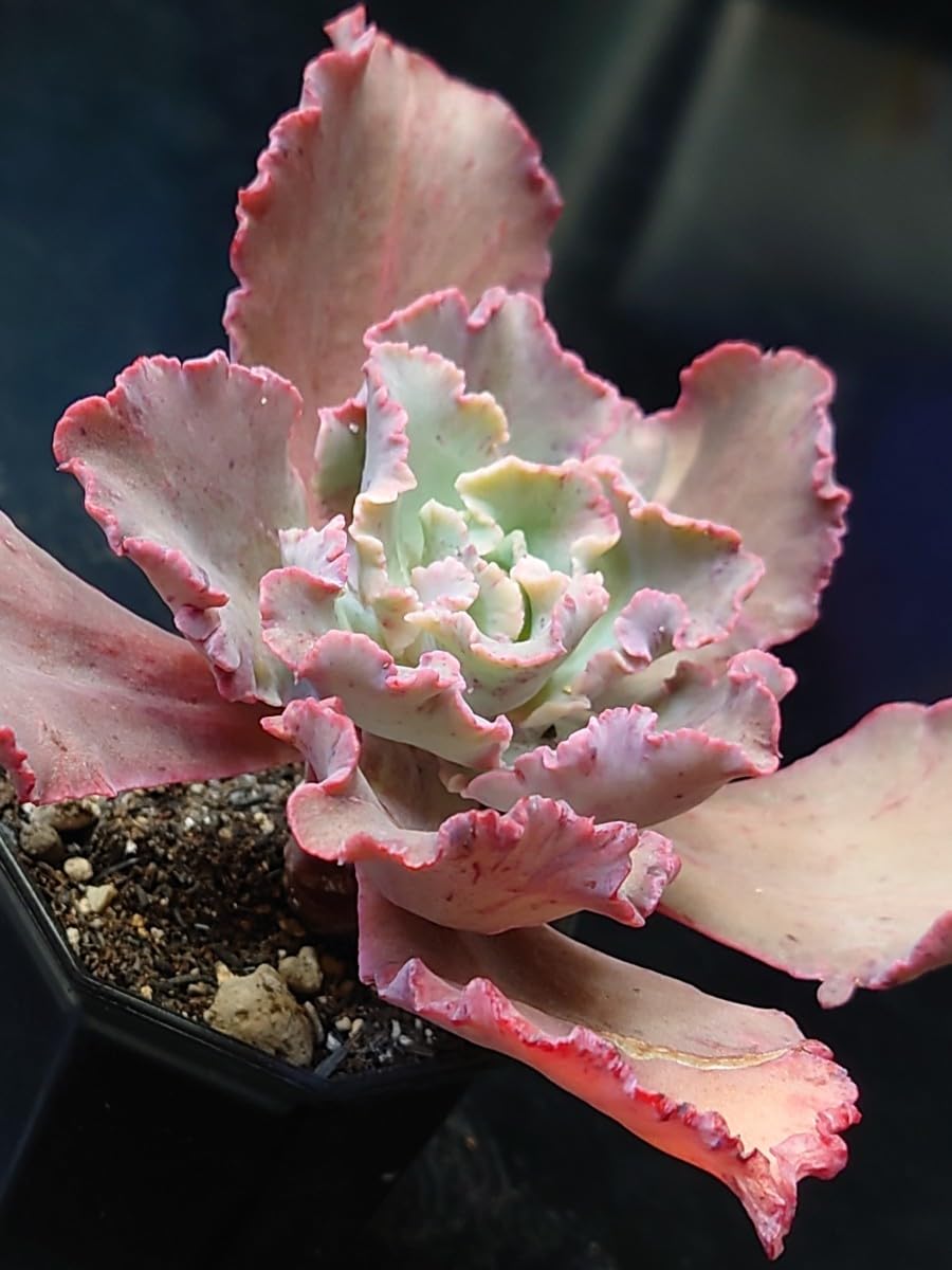 クレオパトラ カット苗 多肉植物 ゆうパケットプラス発送 メルカリで