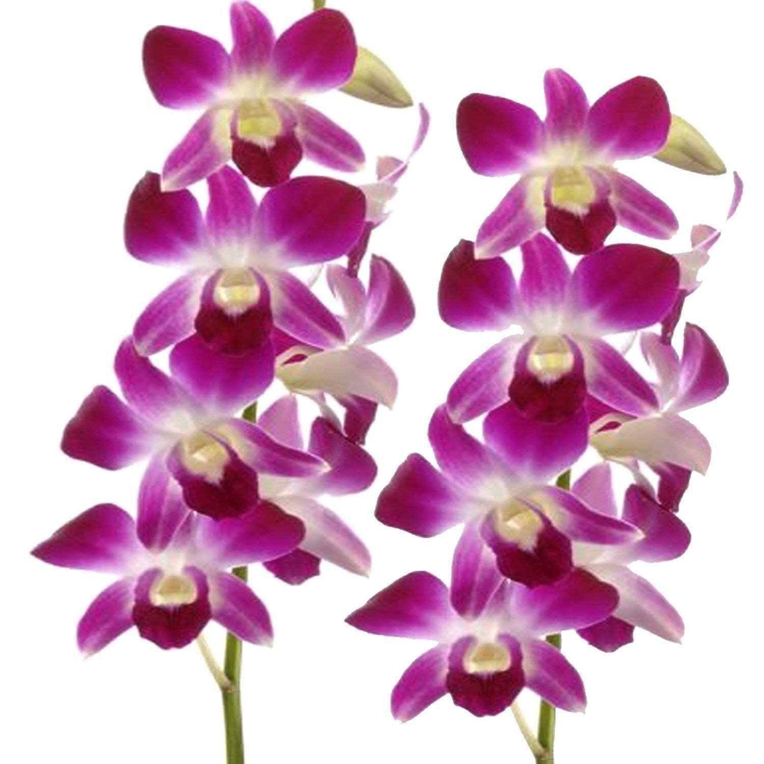 U9G Thai Origin Dendrobium Profuse Flowering Orchid Variety Mature
