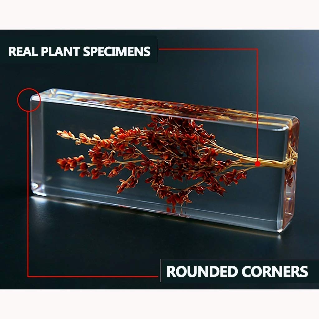 Amazon.co.jp: 植物樹脂標本,植物標本,生物学的教育,教育玩具,幼稚園の