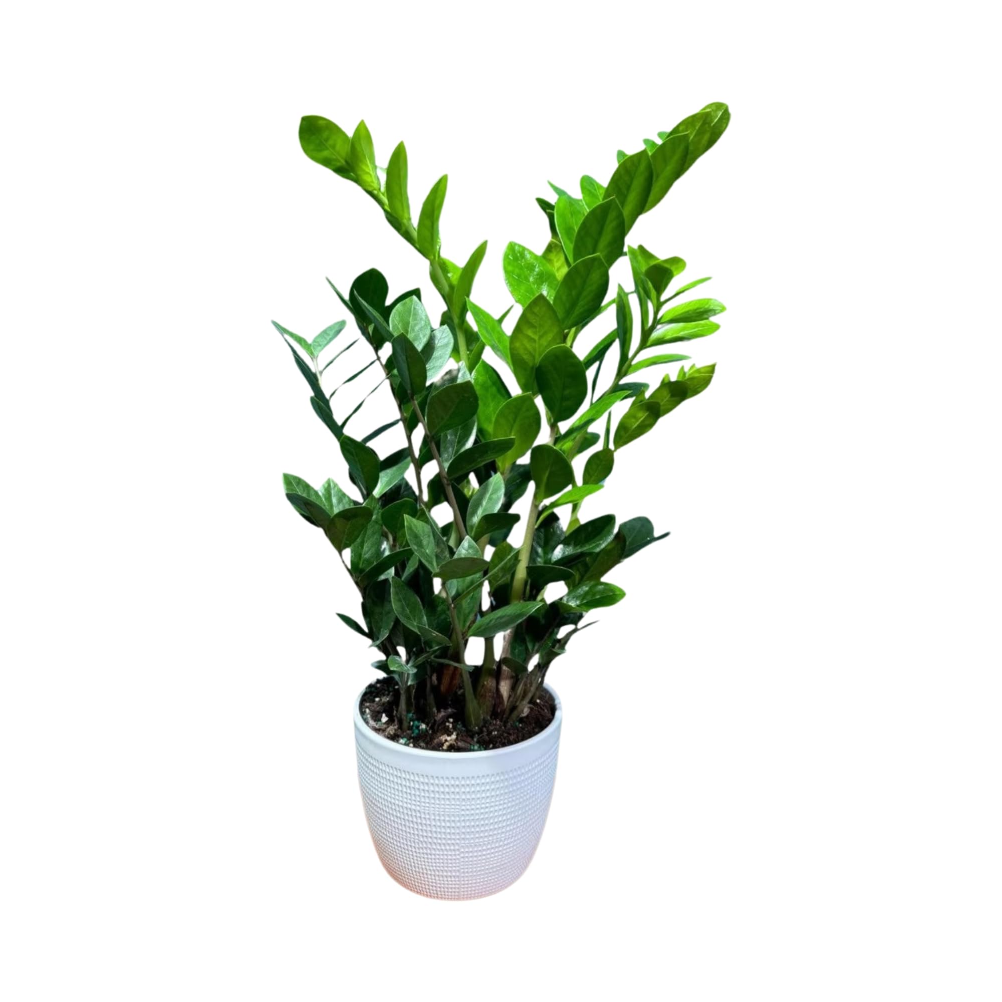 Amazon.com : PLANTVERS Green ZZ Plant – Zamioculcas Zamiifolia