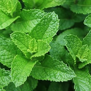 Spearmint Plants Live Indoors Outdoors, Mint Plant Seeds, Herb Plants Li...
