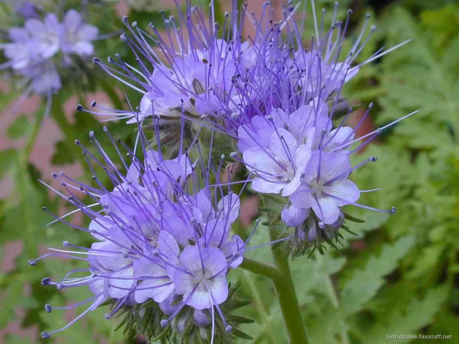 Przyjaciółka pszczół – Phacelia tanacetifolia – fioletowa facelia – 25+ nasion – Nasiona Z 011