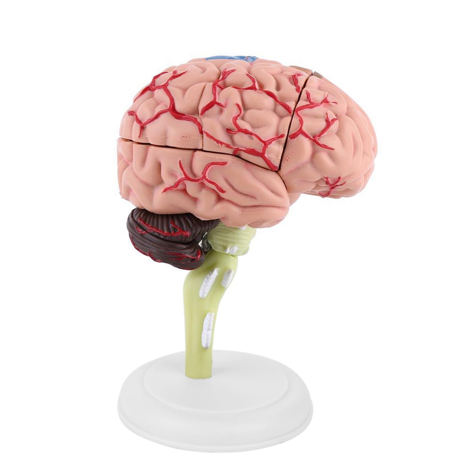 Modello Anatomico del Cervello Umano Pittura Colorata Strumento Didattico Medico Giocattolo per la Formazione Medica Plastica di Alta qualità per Studenti di Medicina