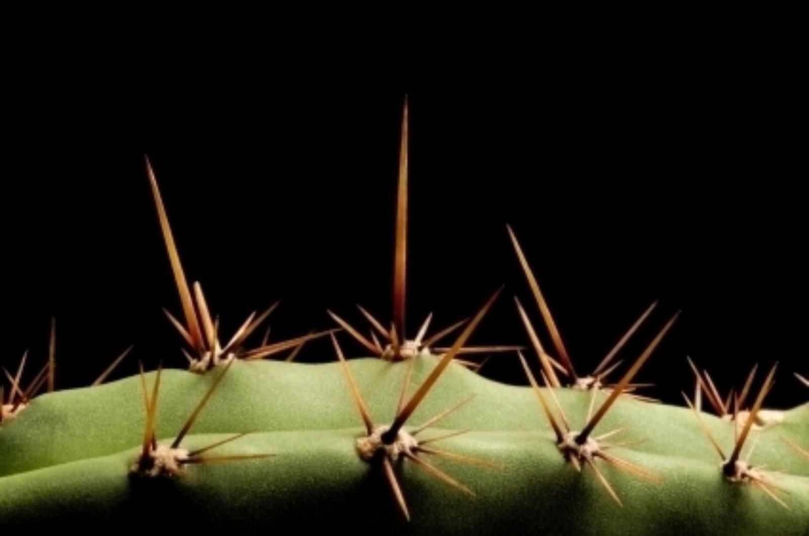 20 semillas de cactus San Pedro Trichocereus pachanoi planta decorativa ceremonial
