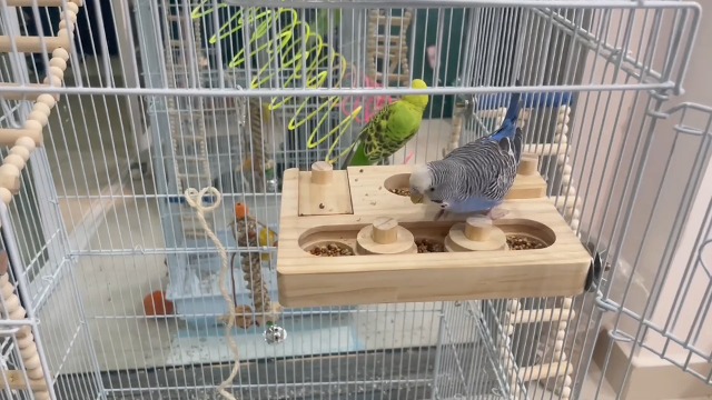 FlidRunest Wooden Bird Foraging Puzzle Toys for Parrots, Parakeet, Cockatiel, Sun Conures - Birds Interactive Mental Enrichment Toy, B ird Seed Slow Feeder Toy for Cage - image 7