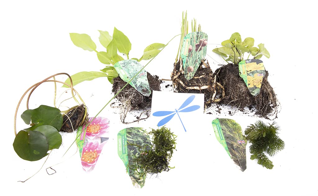 Lincolnshire Pond Plants Ltd Dragonflies & Damselflies Pack - bareroot — image 1