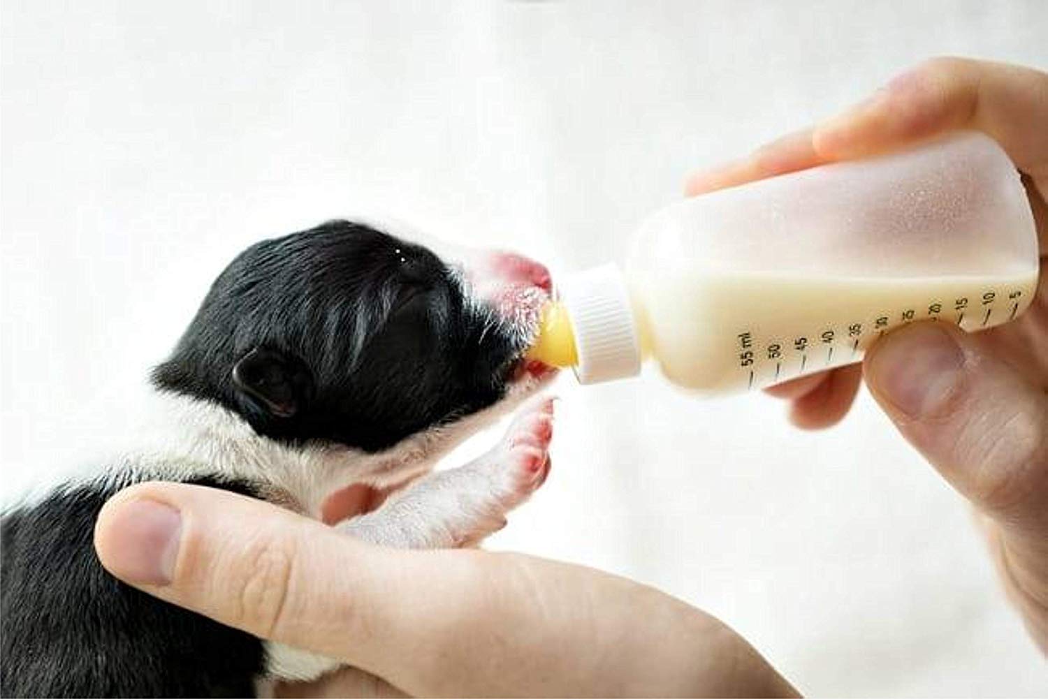 PSK Pet Nursing Kit Milk 150 ml with Extra Nipple, Bottle Cleaner and Hole Pin Colour May Vary 1
