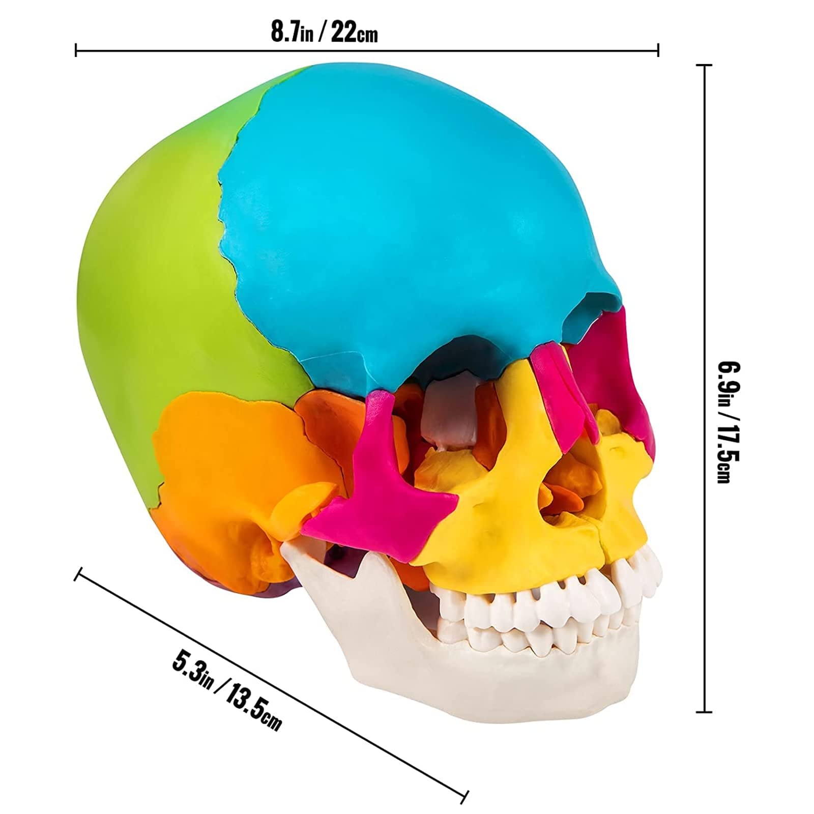 Modèle de crâne Humain Grandeur Nature, modèle de crâne Anatomique éclaté Multicolore de 22 pièces, réplique de crâne Humain 1:1 pour l'enseignement médical et l'étude
