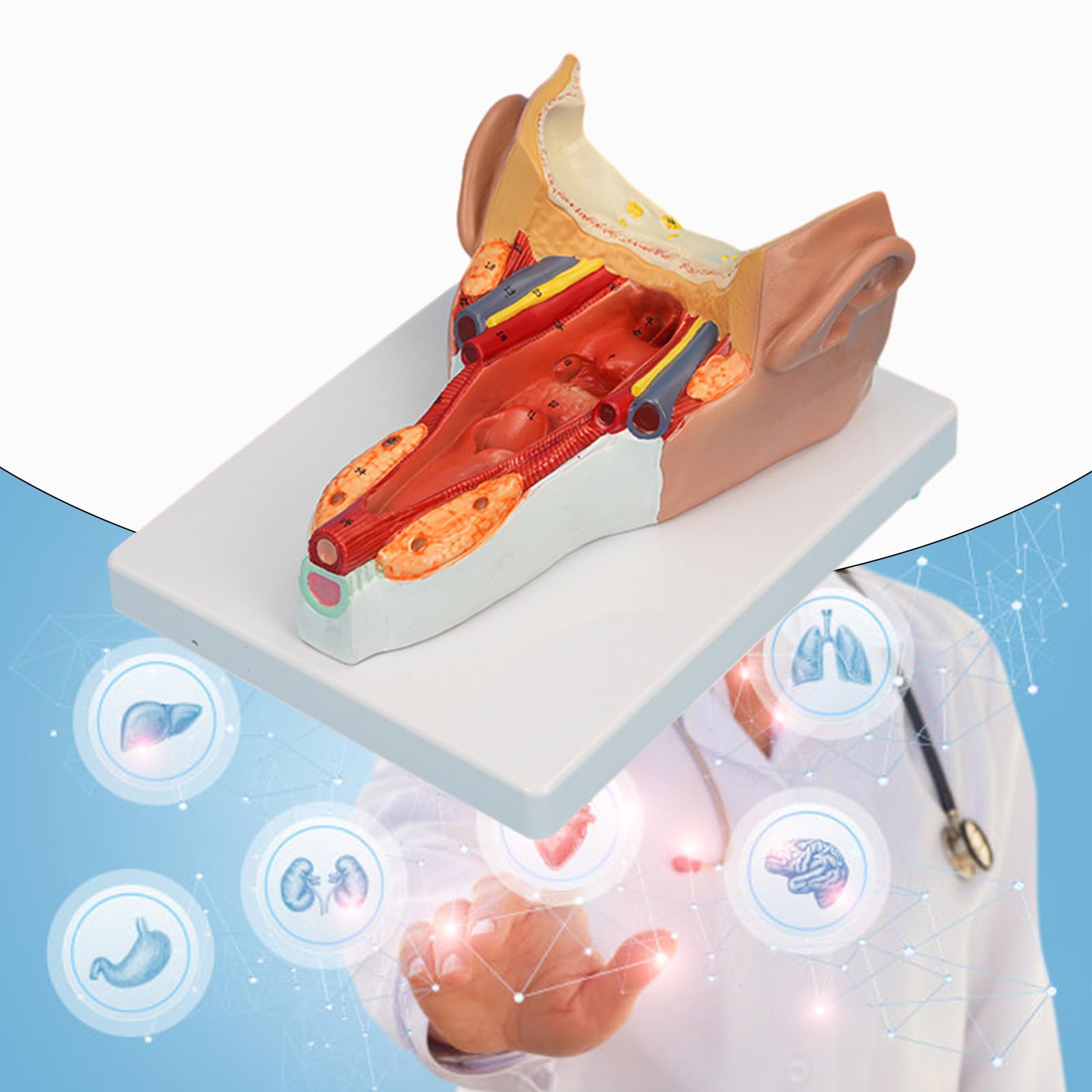 Anatomiczny model mięśni ściany gardła badania choroby wykład medyczny anatomia narządów człowieka model materiały dydaktyczne