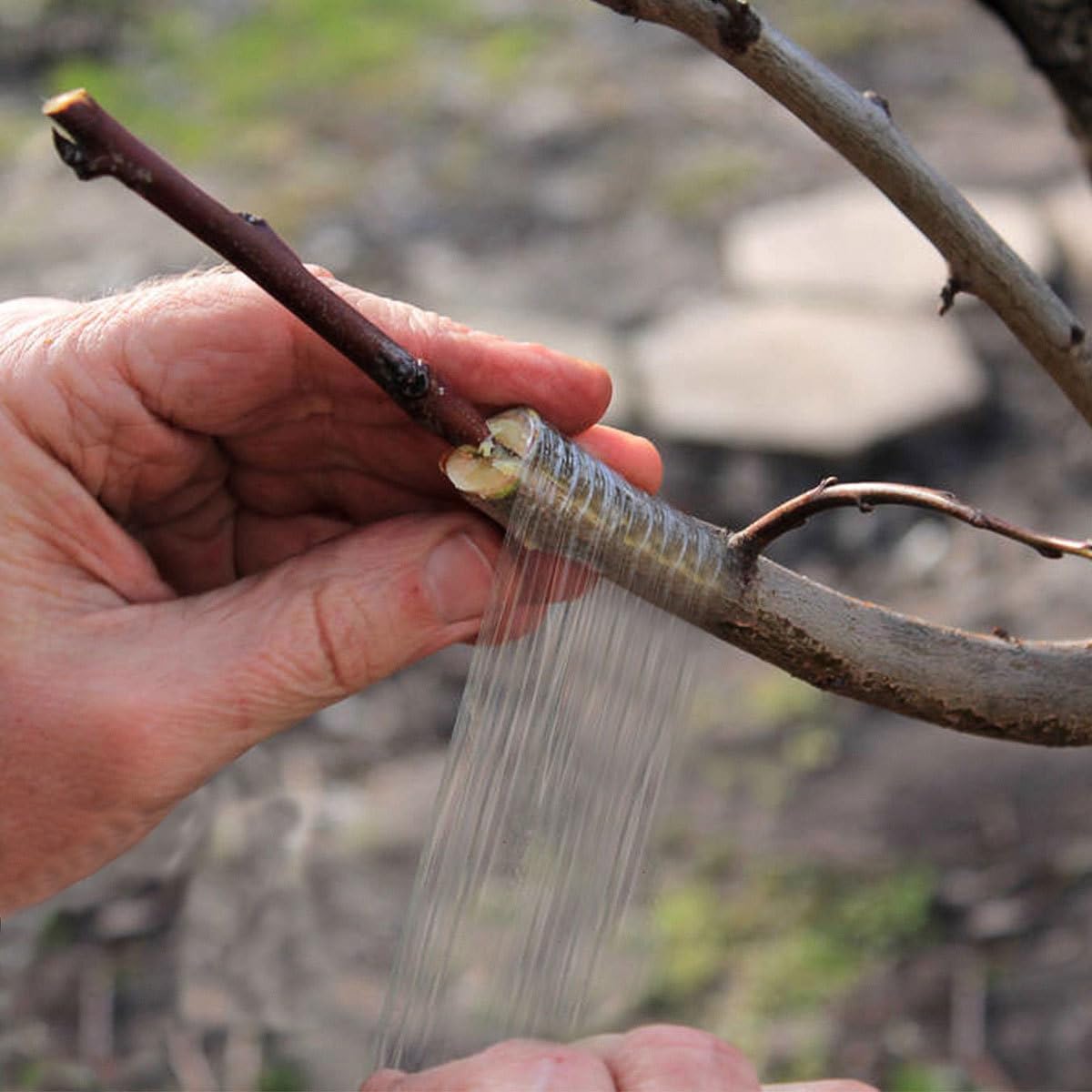 MAGICLULU Selbstklebendes Veredelungsband aus Grünem PVC 4 Rollen Dehnbar und Transparent für Walnuss und Pflanzenveredelung im Garten dem Bauernhof