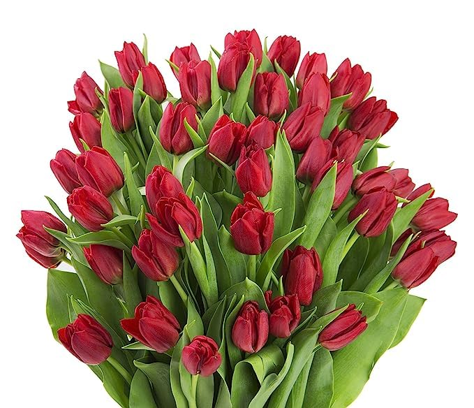 Image of KaBloom-50 Red Tulip Bouquet,Flowers for Valentine, Mother's Day