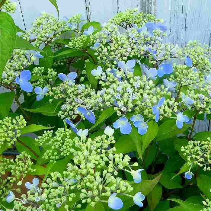 Amazon.co.jp: 山アジサイ 瀬戸の月 5号鉢 水色 ガクアジサイ 山野草