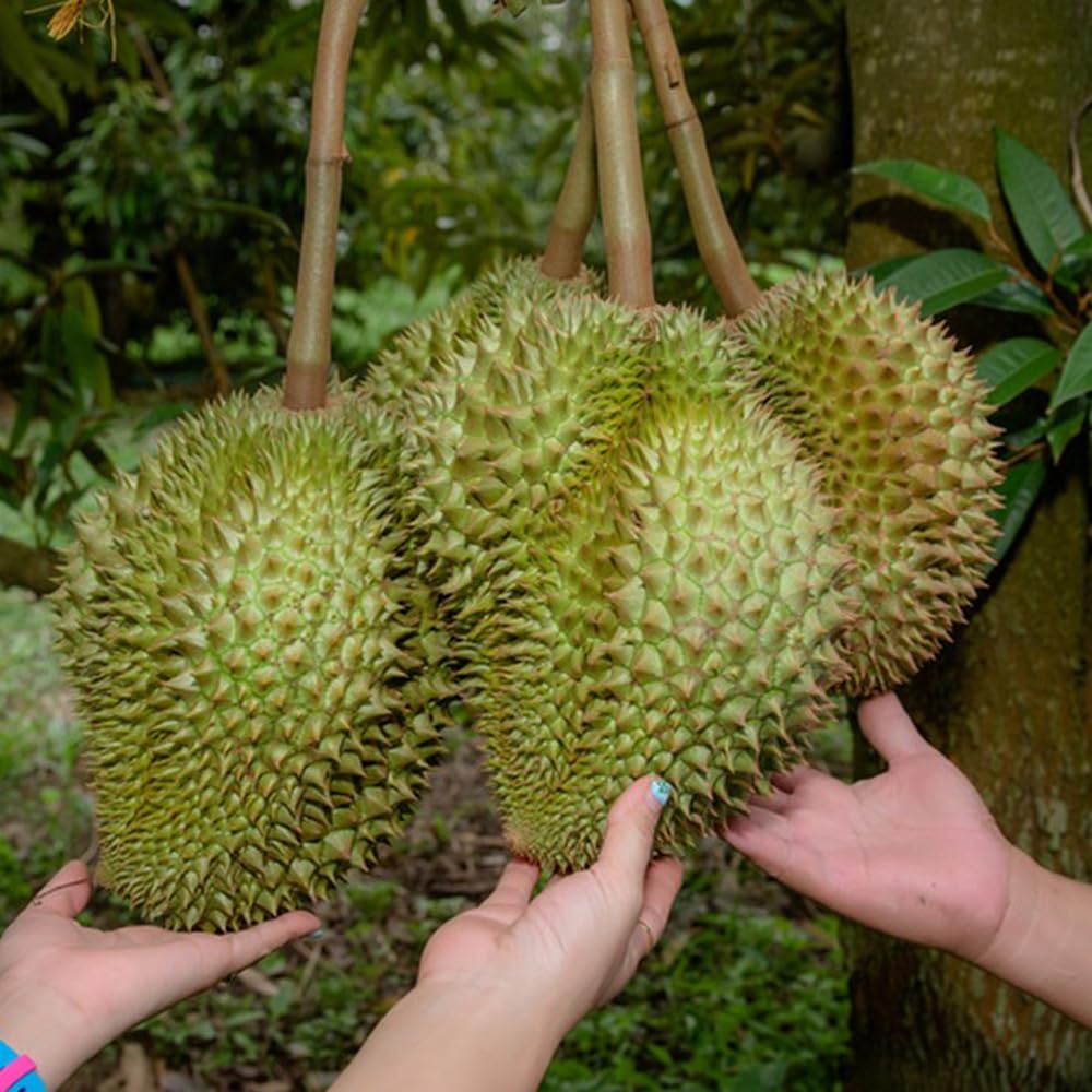 5 Semillas De Durián Durio Zibethinus - Árbol Frutal Columnar Exótico, Resistente Y Para Interior Con Poca Luz