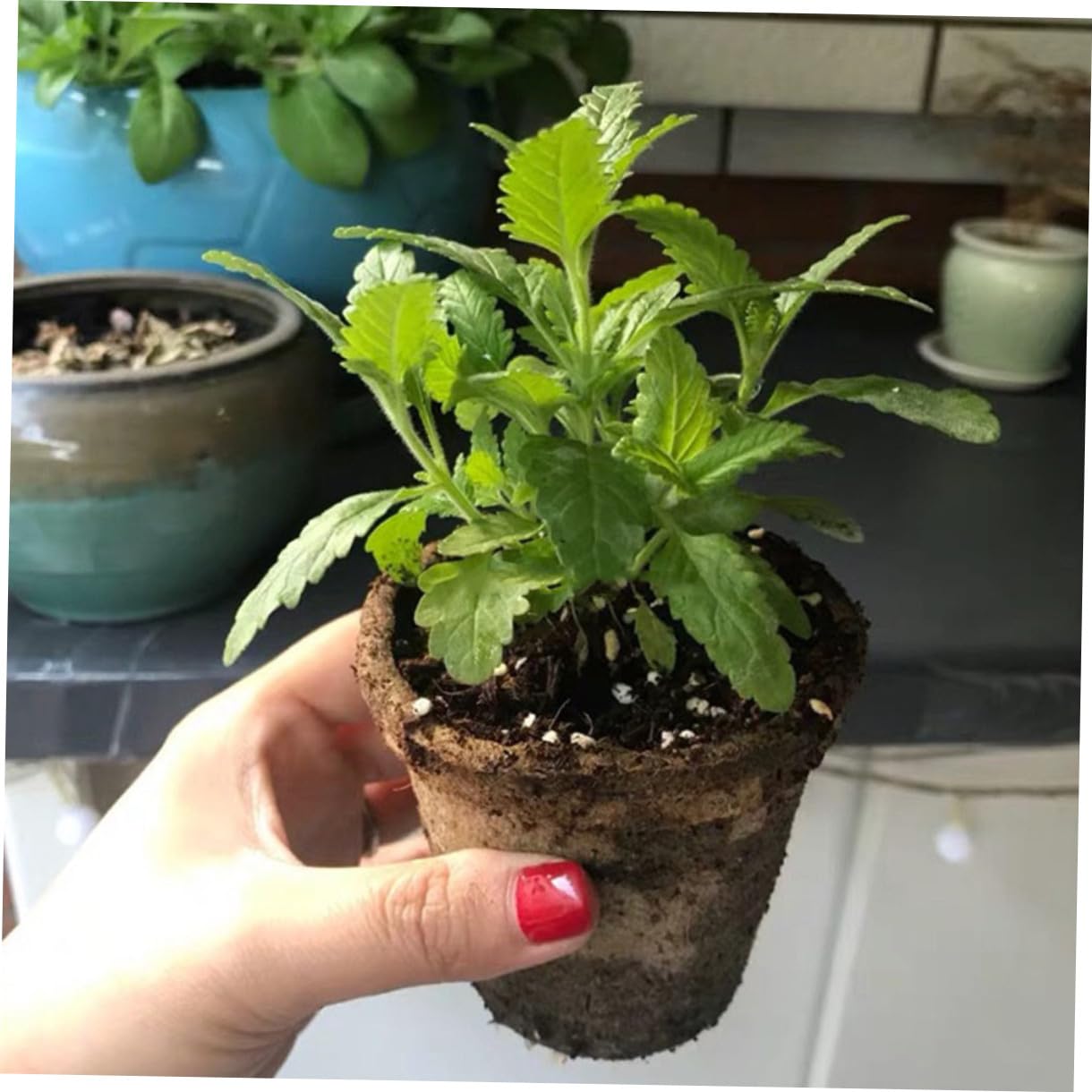 Happyyami 100pezzi Tazza Per Coltivazione Degradabile e Sicura Per Vivaio Adatta Per Piante e Trapianto Resistente e Pratico