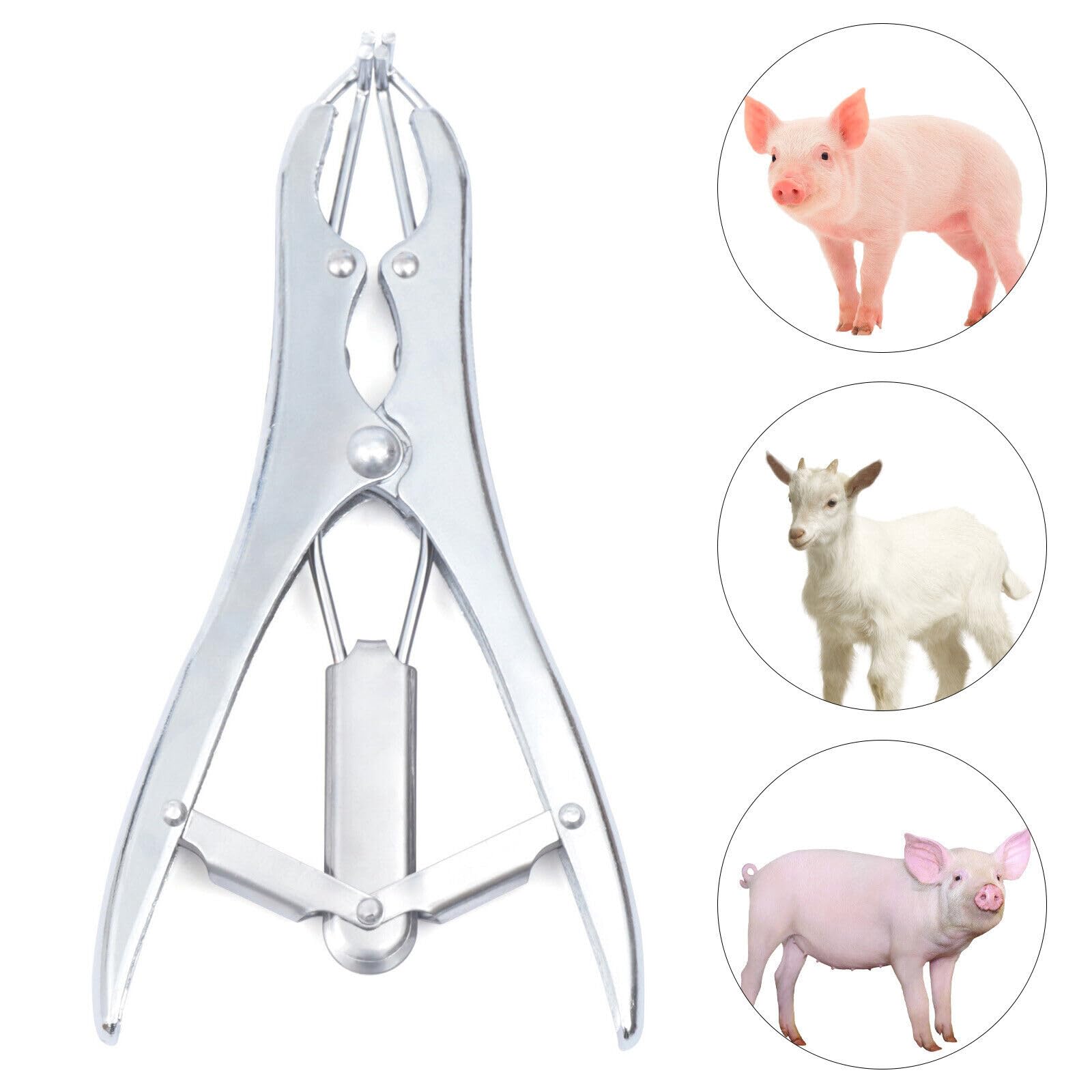 Pinza Per Castrazione Animali - Acciaio Inox Per Maiali E Agnelli - Foto 3