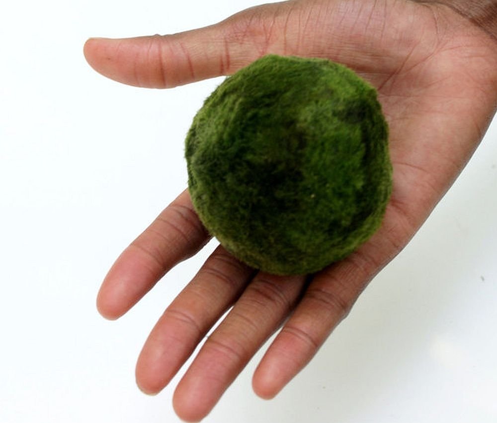 2 x extra large da 5 a 7 cm Marimo Moss Ball – Live acquario acquatico Fish Tank Luffy Plant Cladophora – ammoniaca