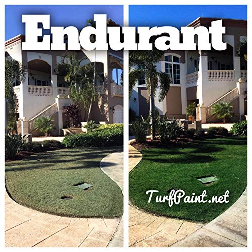 Buying Guide Seymour 20602 Grass and Shrub Renew Spray Paint, Pristine G...