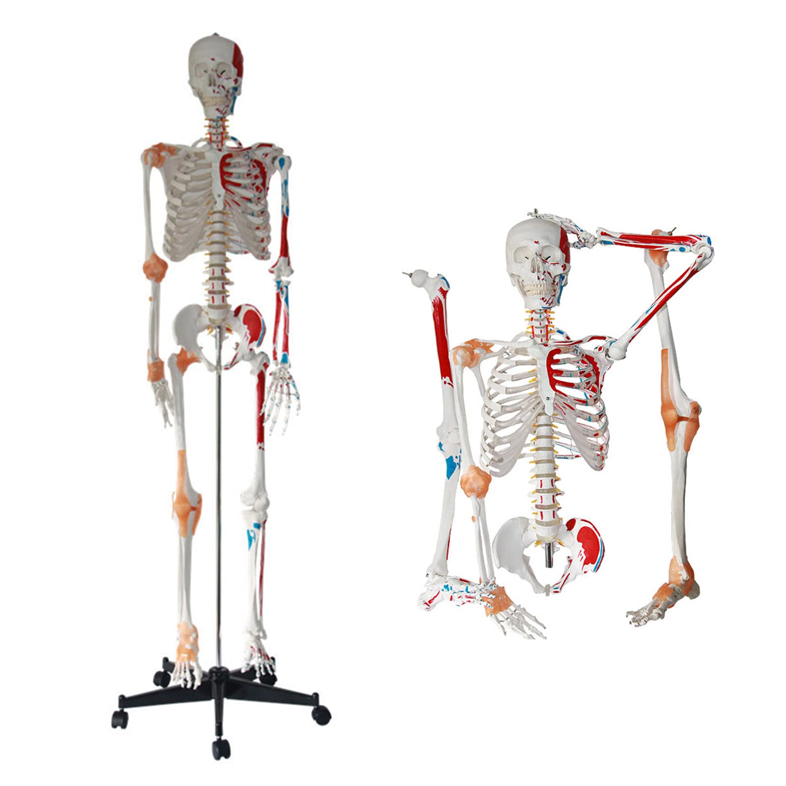 Skeletal System Support The Functions Of The Skeletal System | Anatomy