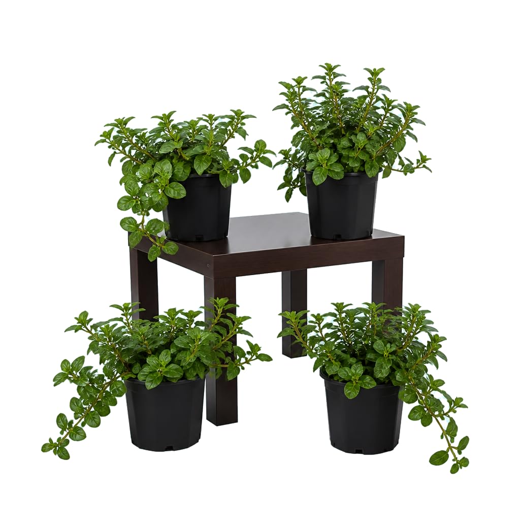 DECOALIVE Lote de 4 Plantas: Mentha Piperita, Menta Negra, 25-30 cm de Altura, de Fácil Cuidado