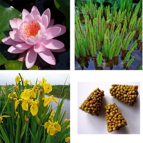STARTER KIT NINFEA con piante palustri ed ossigenanti (con Ninfea Rosa)