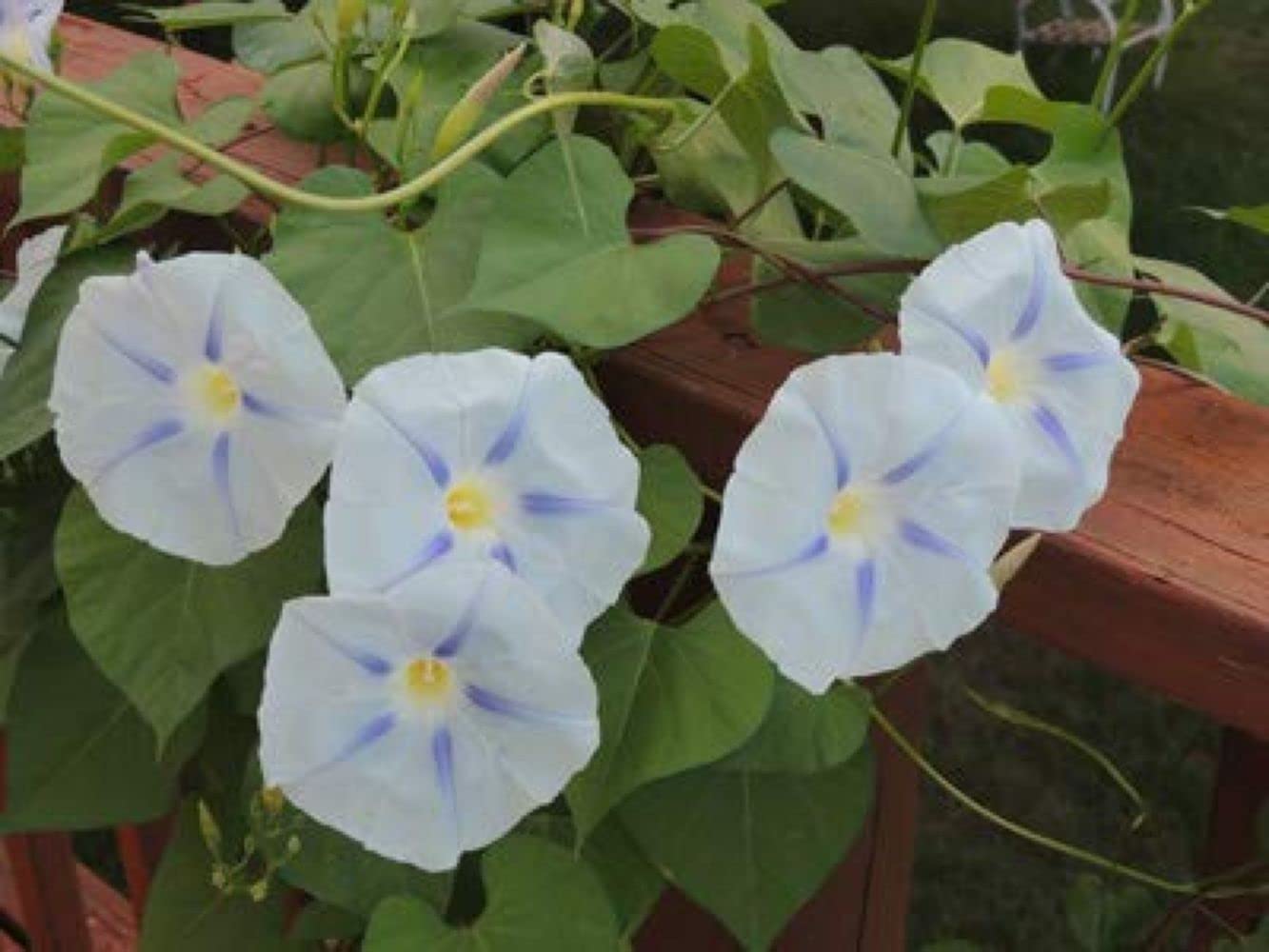 LIVE GREEN Morning Glory/Ipomia Flower Mixed F1 Good GERMINATION Hybrid CREEPER SEEDS (1) (B0995JDZJ8) Amazon Price History, Amazon Price Tracker