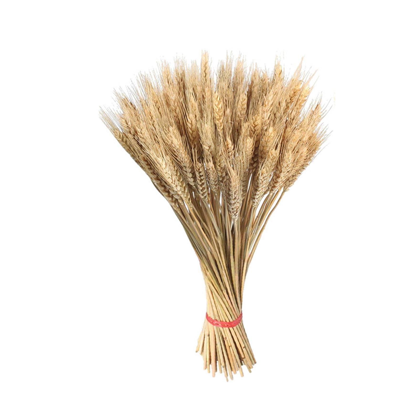 100 Stems Natural Dried Wheat Decor - Wheat Sheaves Stalks Bouquet Bundles Wheat Flowers Bunch for Art Craft Natural Ear of Wheat Grain Flowers for Home Wedding Store Decorative