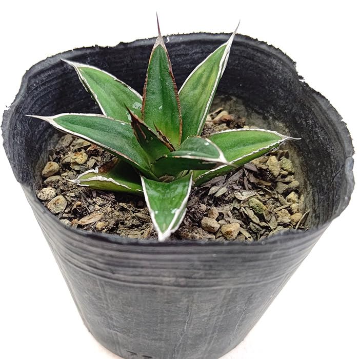 Amazon｜アガベ 笹の雪 リュウゼツラン科 2.5号 はち直径7.5cm