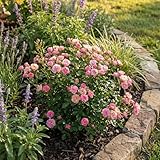 Bloomique - Rosa Lilly Rose - Rosier arbustif - Plante de Jardin - Rustique - Hauteur 30-50 cm - Pot 17 cm