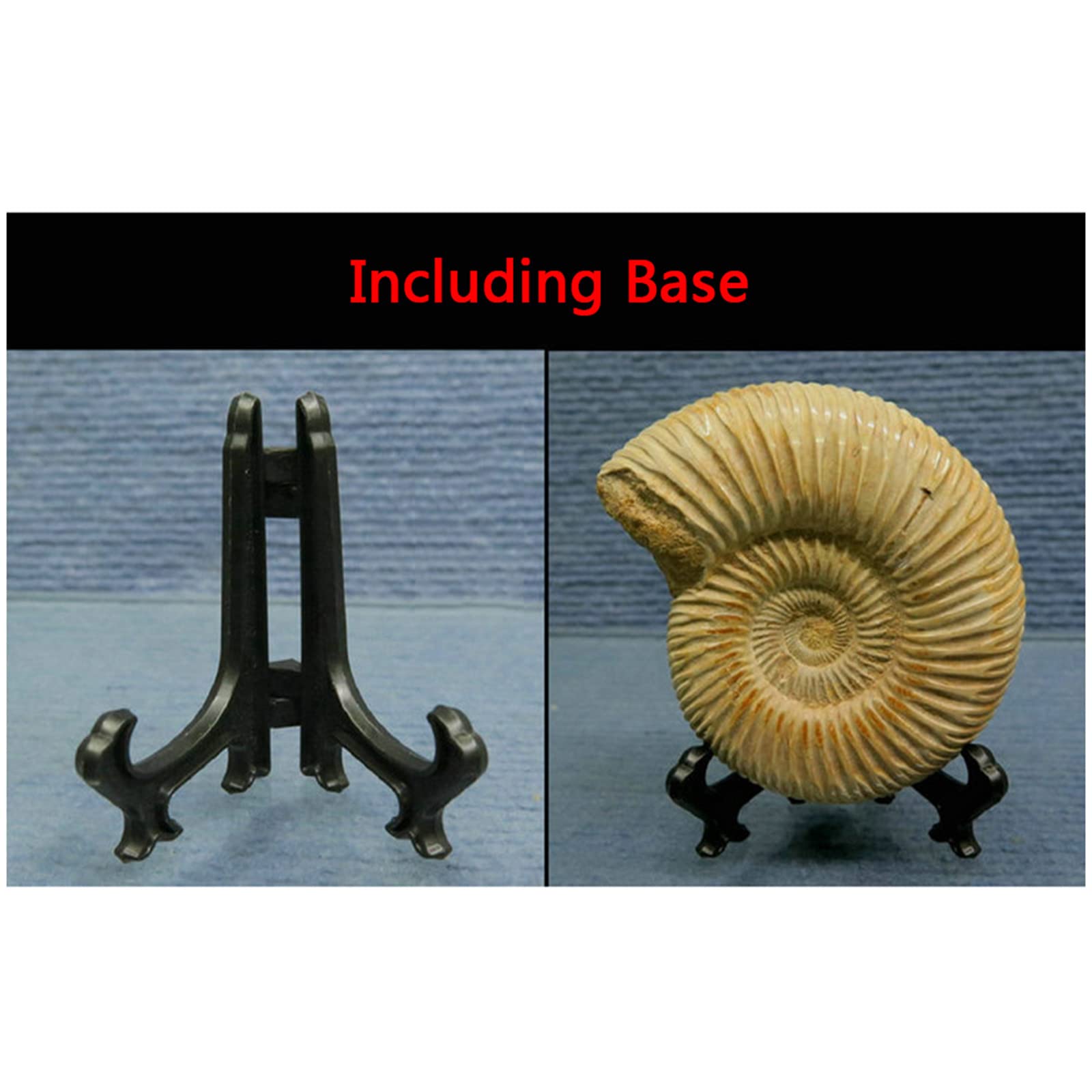 Fossili di ammonite - Esemplare naturale di fossili di paleontologia - Spirale di ammonite ?Artigianato Atural per collezioni fossili e scopi educativi (con base)