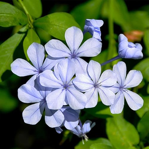 QAUZUY GARDEN 20 semillas Blue Cape Plumbago Semillas perennes Leadwort Leadplant Plumbago Auriculata - Atractivo arbusto de hoja perenne - Fácil de