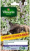 Catnip "Catmint" (Nepeta cataria) - Large