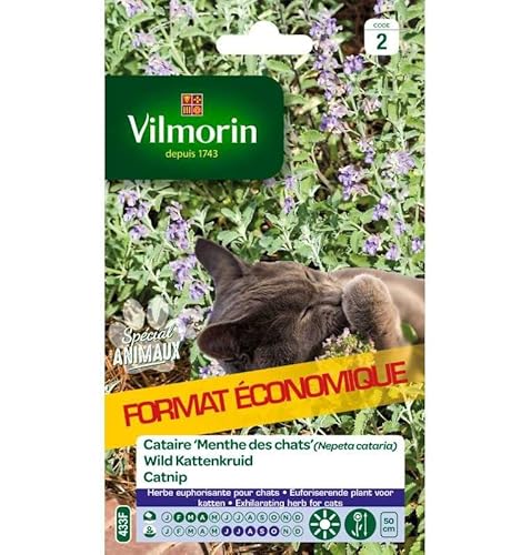 Cataire Menthe des Chats (Nepeta cataria) - Grand Modèle