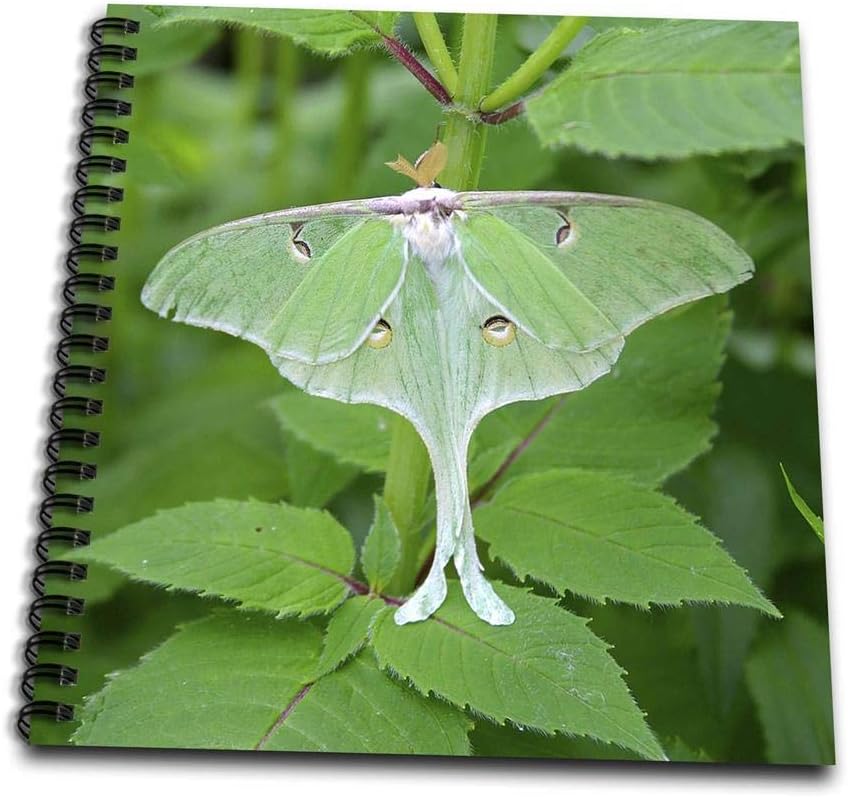 Amazon Com 3drose Luna Moth Actias Luna Marion Illinois Usa Drawing Book 8 By 8 Arts Crafts Sewing