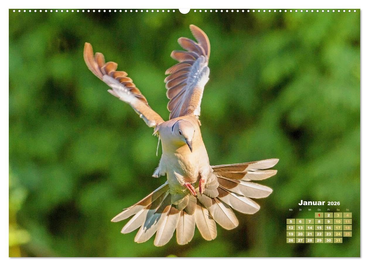 Tauben: vielfarbiges Gefieder und prächtige Federkrone (hochwertiger Premium Wandkalender 2026 DIN A2 quer), Kunstdruck in Hochglanz: Tauben aus allen ... Turteln und Flügelschwung (CALVENDO Tiere)