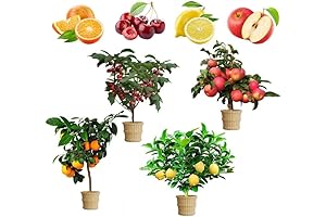 Growth in Compact Spaces: Dwarf Plant Cultivation