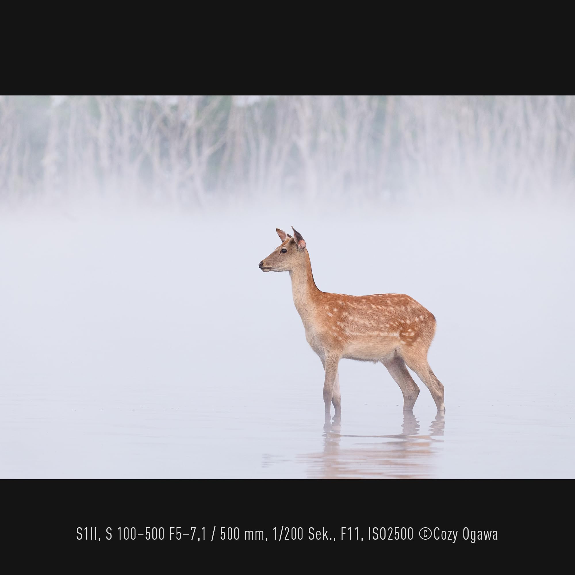 Panasonic LUMIX S-R100500E 100-500 mm F5-7.1 O.I.S. L-Mount Objektiv, Vollformat-Telezoom, 0,8 m Naheinstellgrenze, anpassbarer Fokusring, wetterfest, Schwarz