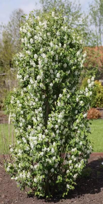Amelanchier alnifolia - Saskatoon Berry or Saskatoon in 21 cm Pot - 60 cm Height - Tasty Berries - 100% organically Grown Fruit