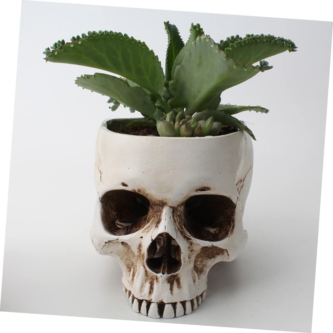 Amazon.co.jp: INOOMP シースカルデザインの樹脂製植木鉢 ヴィンテージ