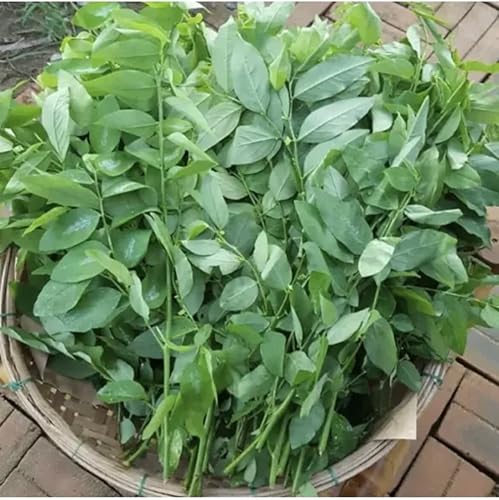 Semillas asiáticas de la diáspora de la diáspora (100 semillas Katuk Sweet Leaf Sauropus Androgynus Star Gooseberry Rau Bo Ngot) disponible en Yaxa Peru