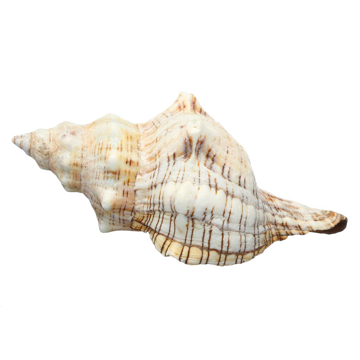 9-20 Cm De Trompeta Natural Conchas De Mar Caracoles Caracoles Decoraciones Para El Hogar - # 1
