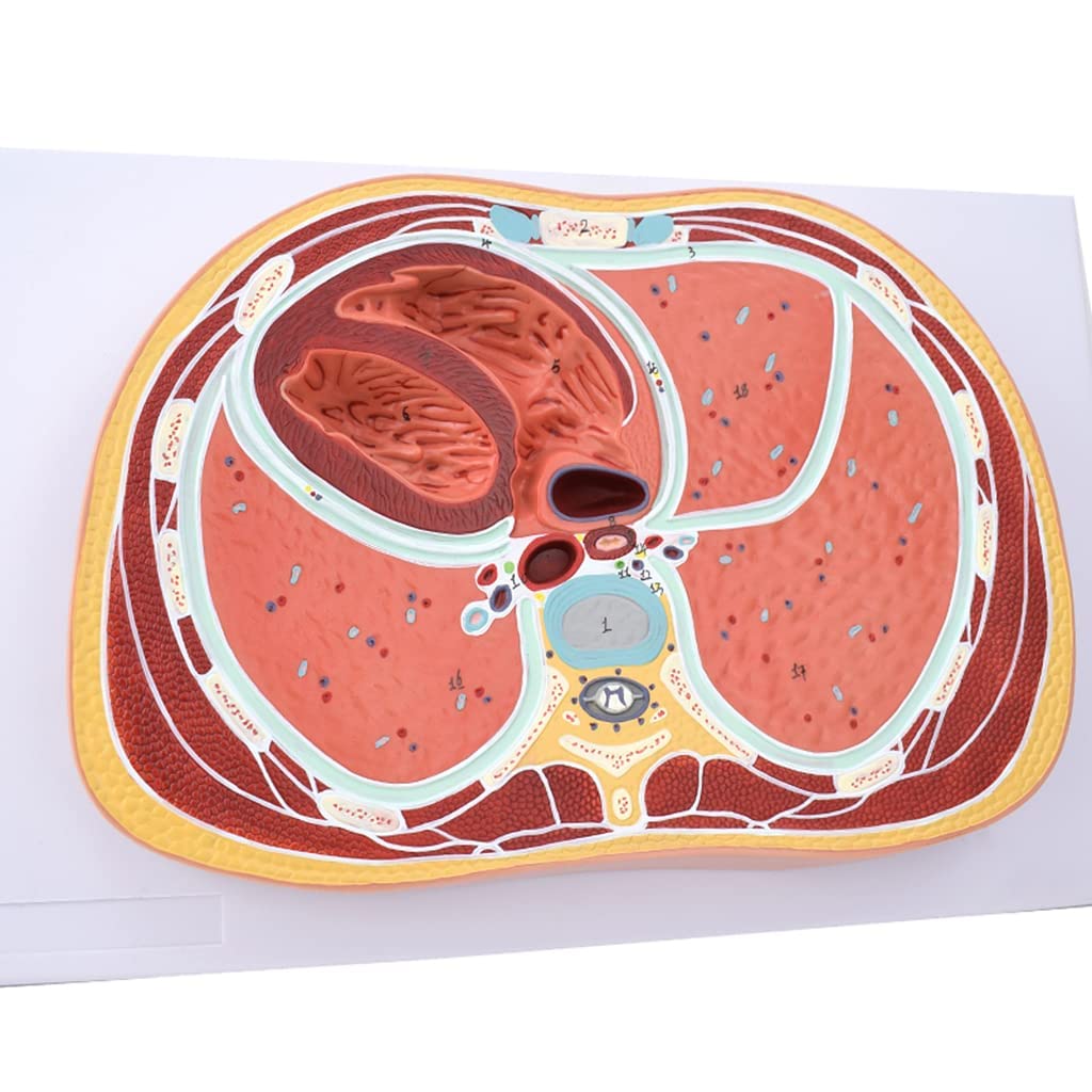 Thoracic Cavity Transverse Model Cardiac Lung Model Human Section Image ...