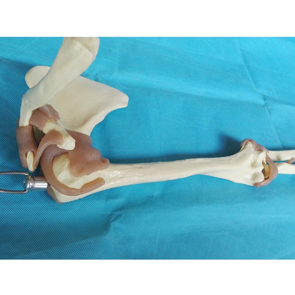 Modèle d'enseignement, modèles scientifiques de l'anatomie humaine - 1: 1 - Modèle fonctionnel d'articulation du membre supérieur - Modèle fonctionnel du ligament du squelette - Pour l'éducation médic