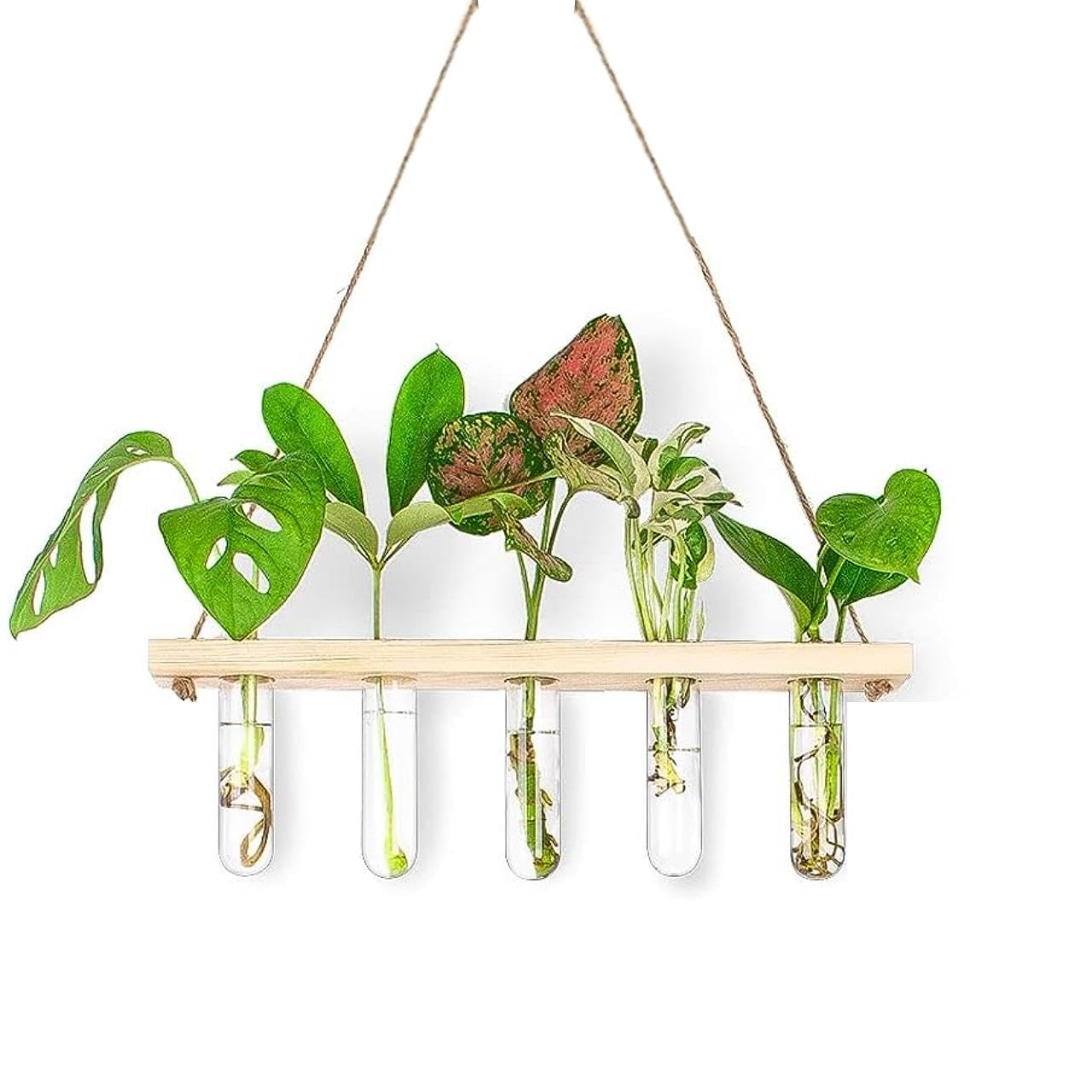 ecofynd 1-Tier Wall Hanging Test Tube Planter with Wooden Holder, Air Planter Glass Vase Holder with 5 Test Tube, Home Decor Hydroponic Plant Stand for Living Room, Office (TTP005)-image-2