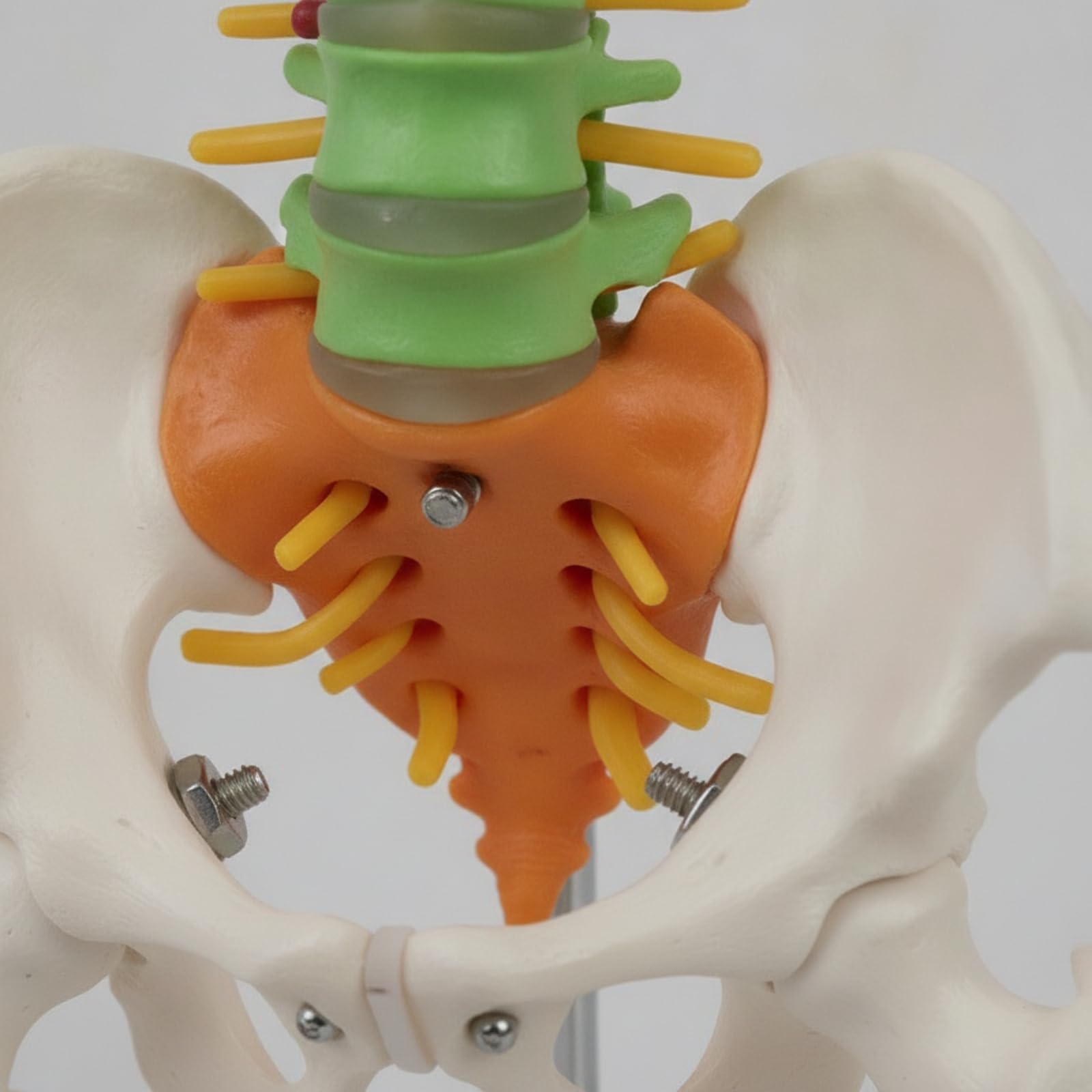 Modello Colonna Vertebrale Spina Dorsale con Pelvi Scheletro Gamba in PVC Colorato per Studio Vertebre con Base Stabile E Gancio Adatto per Aule Studio Chiropratica Formazione Medica