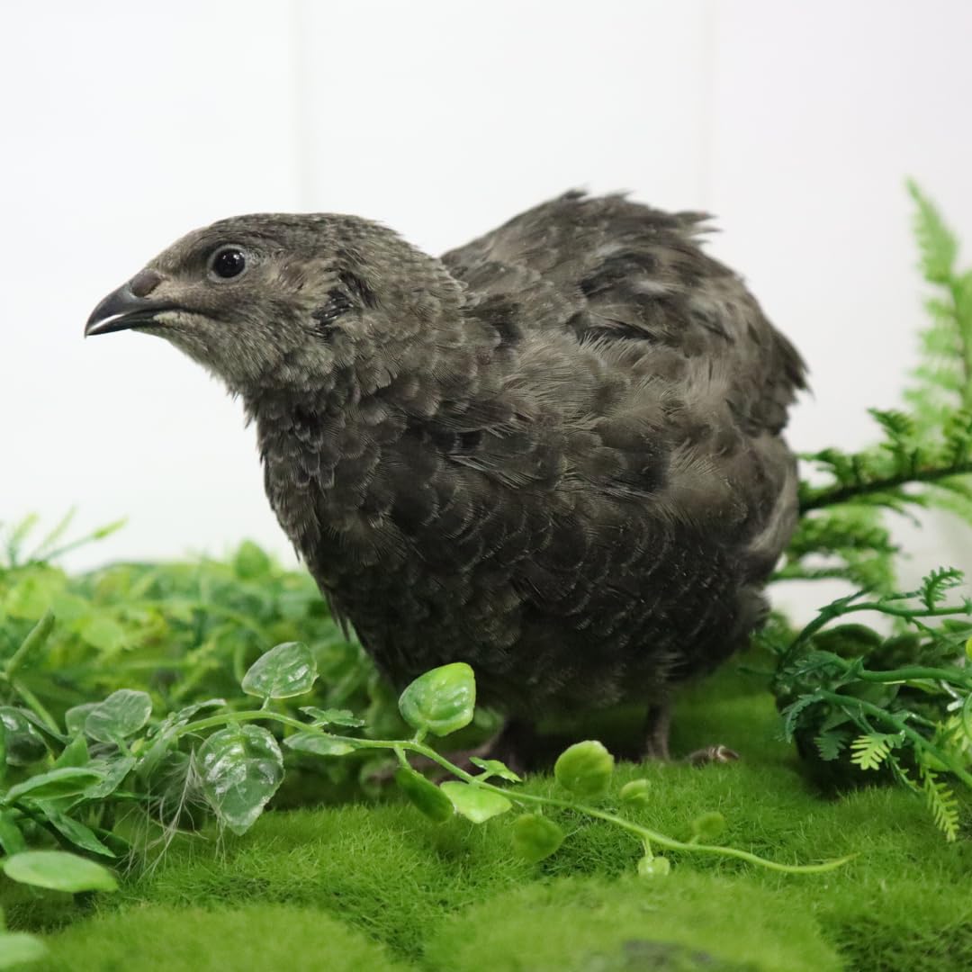 Undique Black Quail Hatching Eggs - Pure Breed, Ideal for Aviary Hobbyists & Breeders (12)