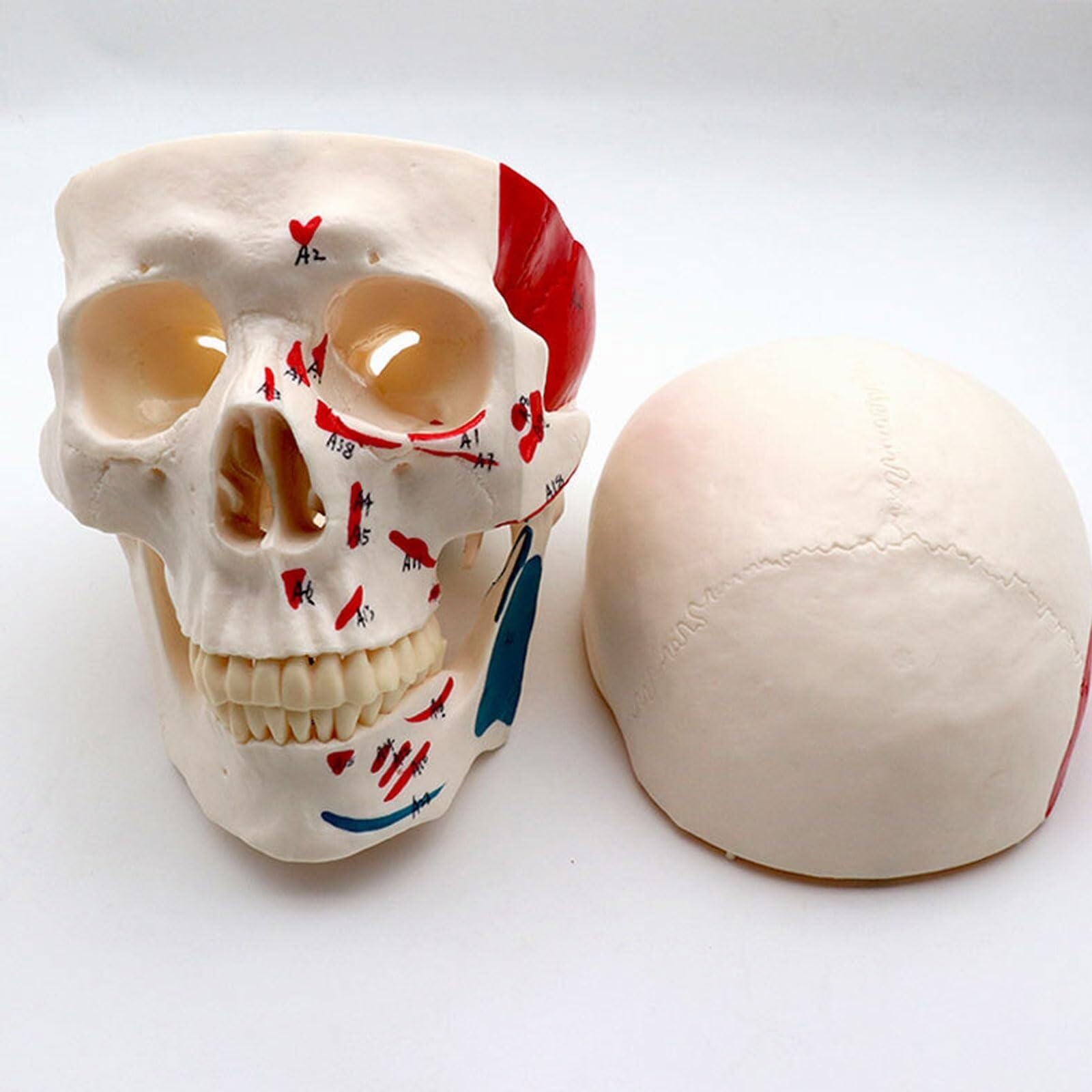 Model Medyczny W Wielkości Życia, Model Anatomiczny Ludzki - Materiał Dydaktyczny Do Studiowania Za Pomocą Modelu Anatomicznego Anatomicznego Dla Studentów.