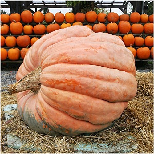 Seed Needs, Dill's Atlantic Giant Pumpkin Seeds for Planting (Cucurbita Maxima) Single Package of 10 Seeds - Heirloom, Non-GMO & Untreated