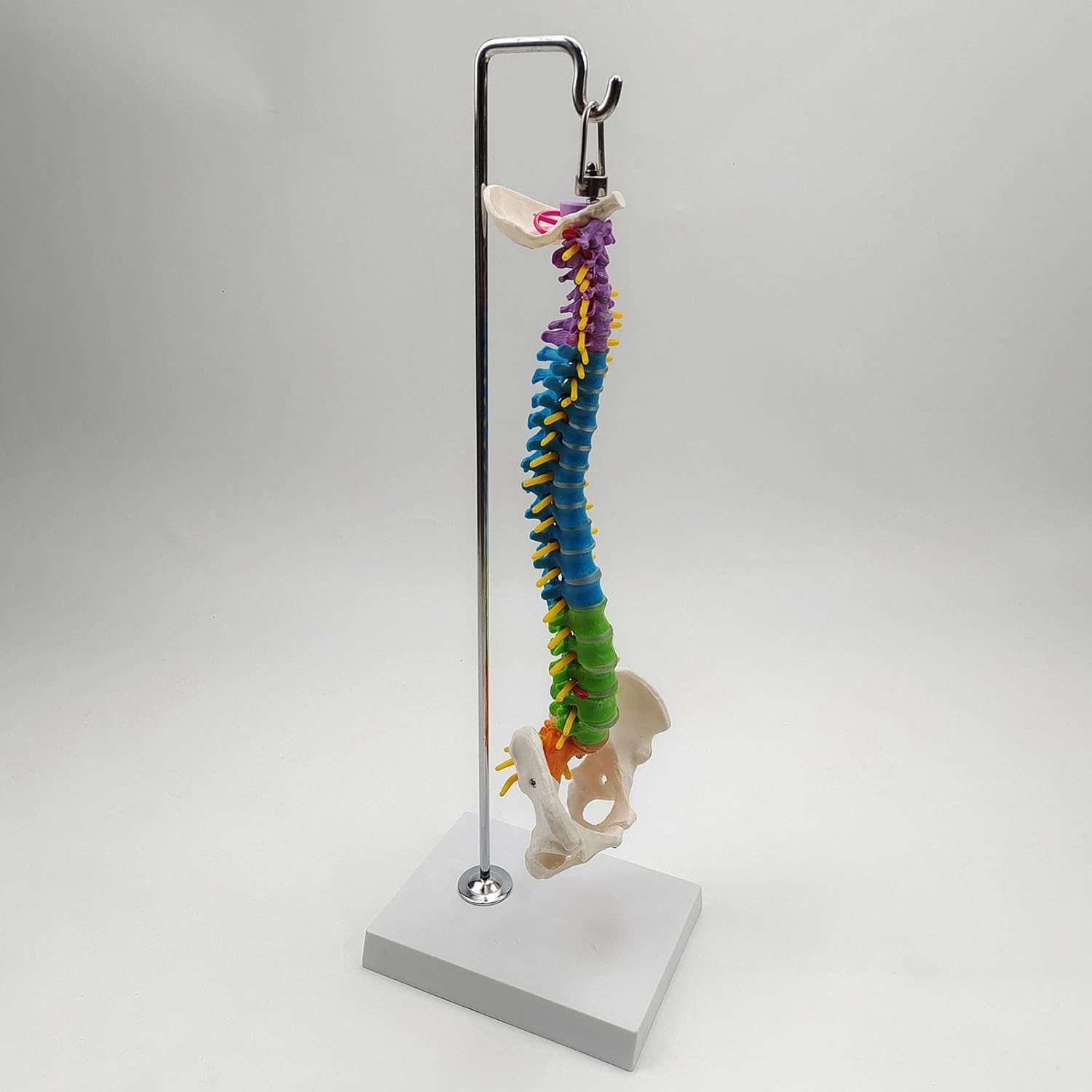 Modelo anatómico de esqueleto de columna vertebral humana con vértebras, nervios, arterias y soporte para demostración educativa y estudio