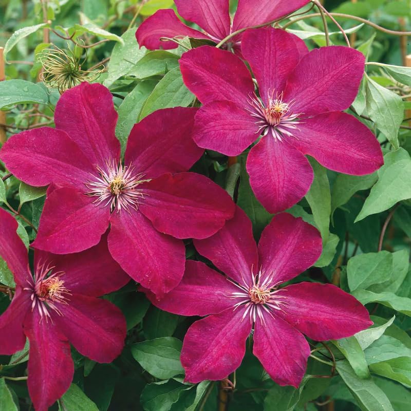 Amazon.com : Clematis Vine Plant Live for Planting Outdoor, Clematis Plants  Live, 4 to 6 Inch Tall, 2.5 Inc Pot, Perennial Fragrant Flowers Plant, Red  Clematis : Patio, Lawn & Garden